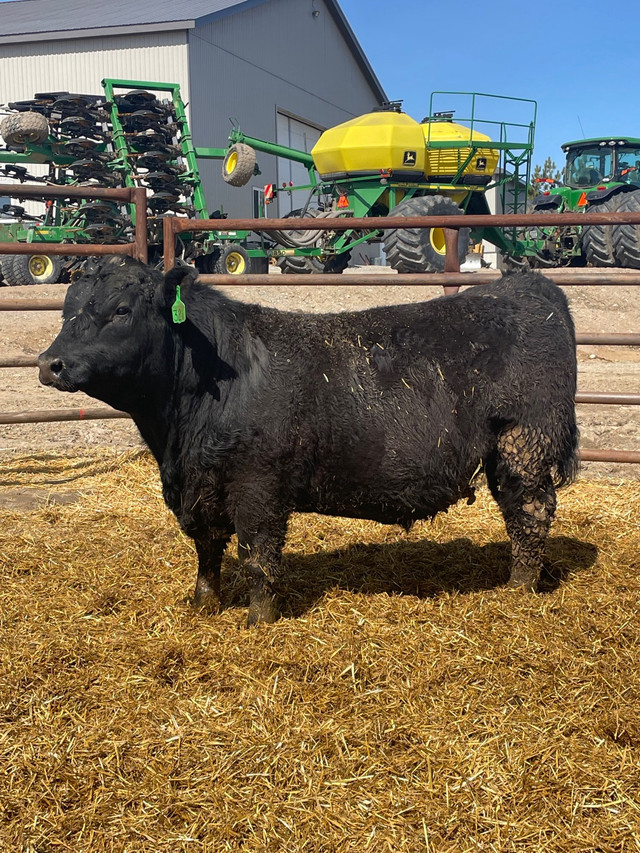 Yearling Angus bulls in Livestock in Renfrew
