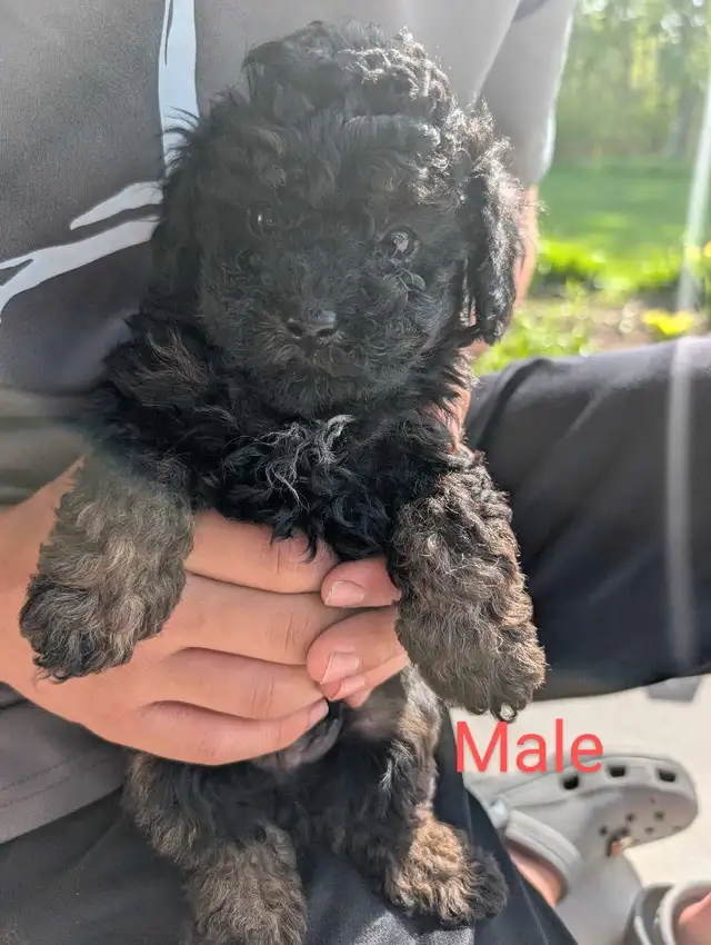 Miniature Toy Poddle in Dogs & Puppies for Rehoming in Winnipeg - Image 3