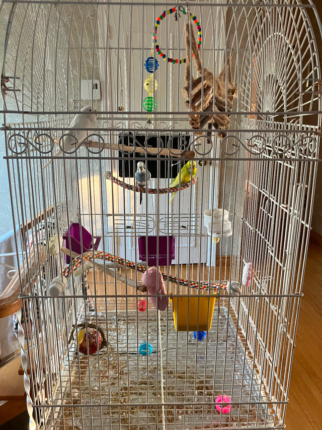 4 perruches à vendre dans Oiseaux à adopter  à Granby