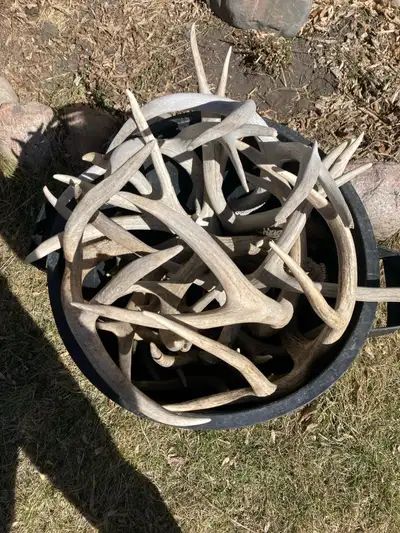 Deer antler sheds for sale $20-$40 per shed depending on size and quality Deals on bulk buys Great f...