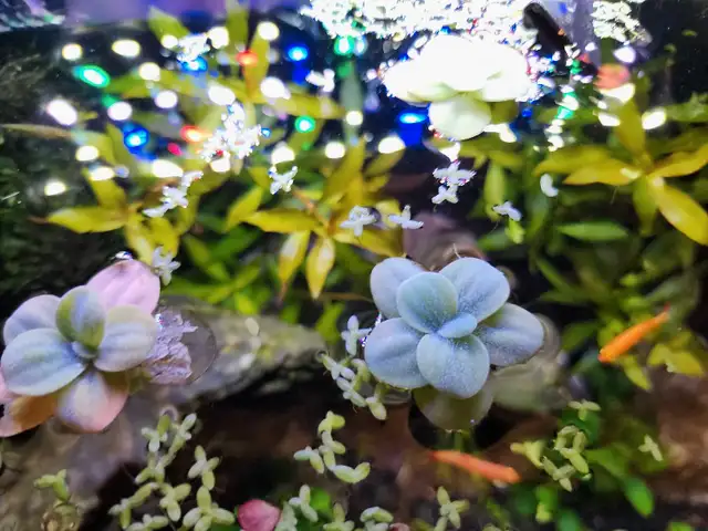 Floating aquarium plants combo-  2 types for $5 in Fish for Rehoming in Oakville / Halton Region - Image 5