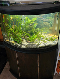 40 Gallon Fully Planted Aquarium