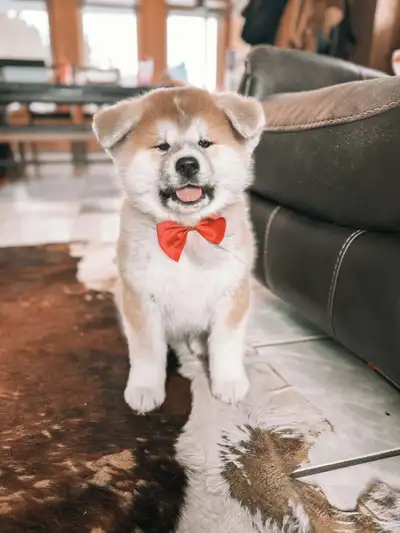 Chiots Akita Inu, View more