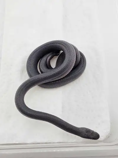 This healthy male African House Snake is feeding well on F/T fuzzy mice and is thriving in captivity...