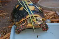 Rehoming tortoise