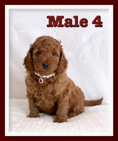 Mini-GoldenDoodle F1b Puppies, View more