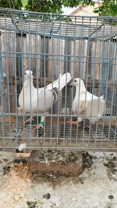 Fancy pigeons for rehoming, View more
