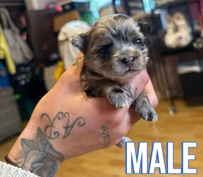 long haired chihuahua puppies, View more