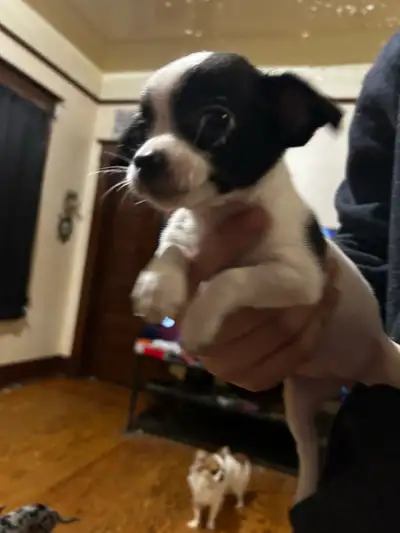 chihuahua puppies, View more