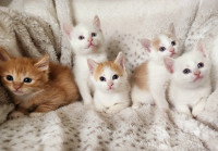 Rare White and Orange Kittens! Vaccinated and Dewormed