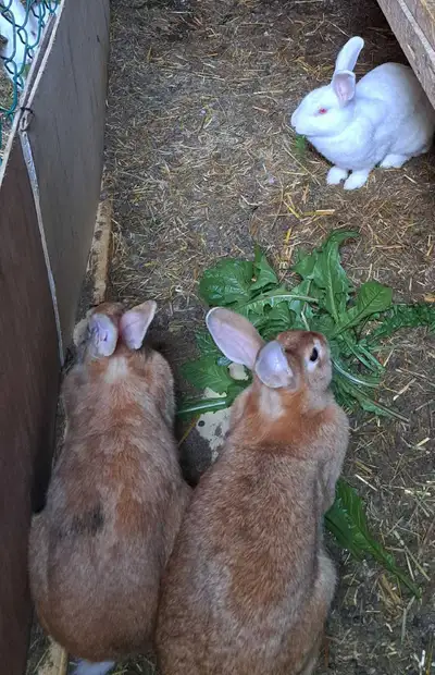 One of the largest rabbit breeds. Can be used as pet or on your dinner plate? I have 11 that turned...