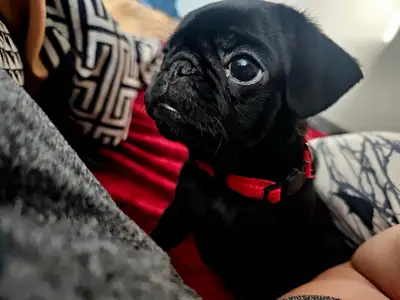 If the ad is up there are still puppies available 2 Champion Bloodline Pug puppies ready for Summer....