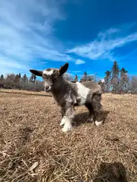 Miniature Fainting Goats