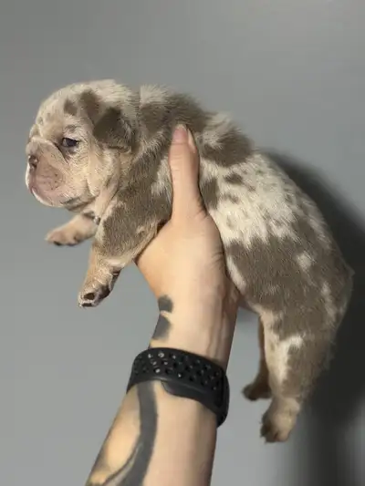 bulldog anglais , View more