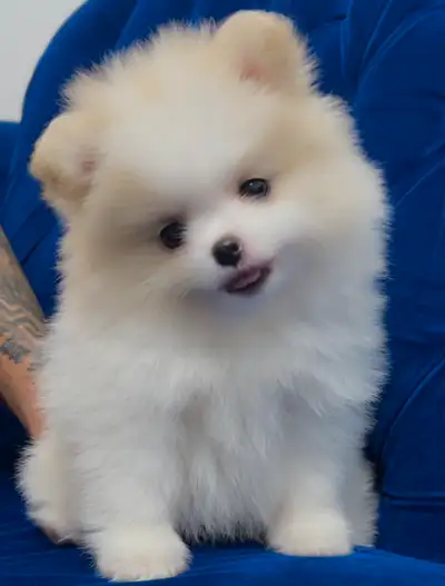 White male Pomeranian puppy, View more