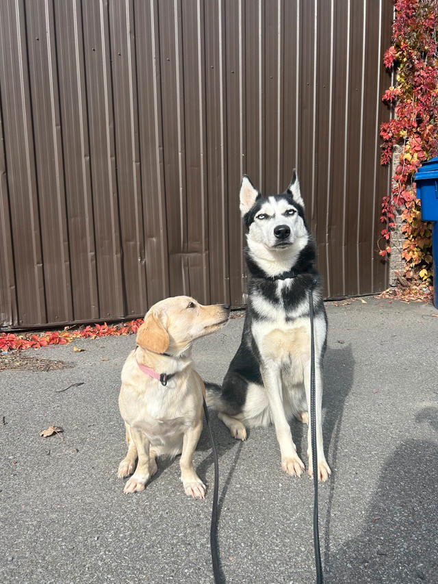 Female Husky with blue eyes dans Chiens et chiots à adopter  à Laval/Rive Nord - Image 4