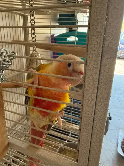 2 birds for rehoming, View more