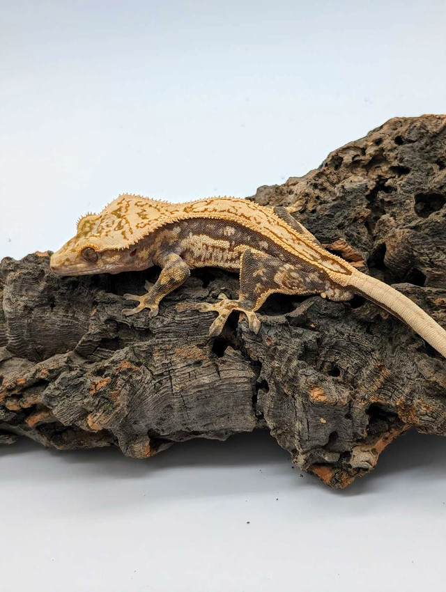 Male Crested gecko in Reptiles & Amphibians for Rehoming in Ottawa - Image 2