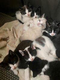 KITTENS looking for new homes!