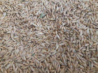 Feed Oat's For Sale