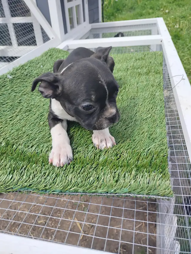 Purebred Boston Terriers in Dogs & Puppies for Rehoming in Edmonton - Image 7