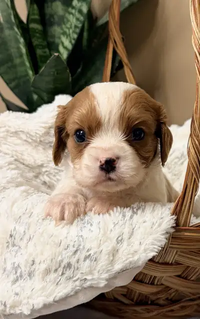 Beautiful King Charles Cavaliers, View more