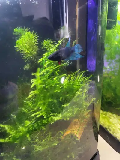 1 small blue female $10. 1 red male $15. Or $20 for both.