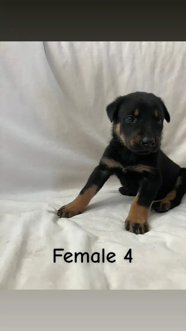 READY TO GO! Rottweiler x Lab puppies in Dogs & Puppies for Rehoming in Hamilton - Image 11