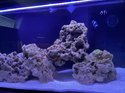 2 BLACK AND WHITE DARWIN CLOWNFISH , View more