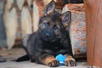 High quality working German shepherd puppies (non registered) from European blood lines, raised in f...