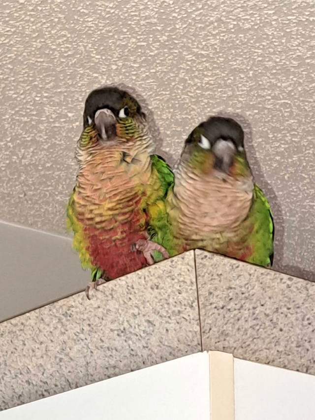 couple de conure in Birds for Rehoming in Gatineau - Image 2