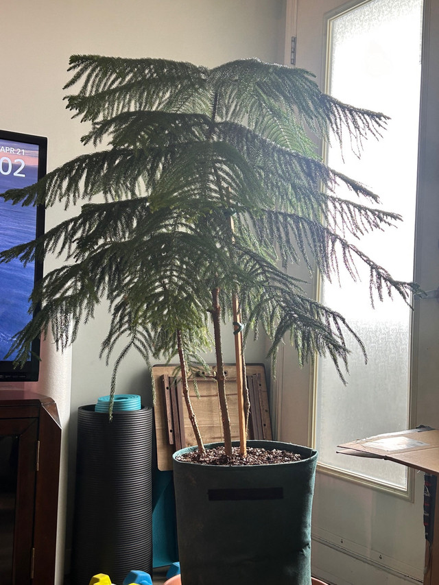 Norfolk Pine  in Home Décor & Accents in Calgary