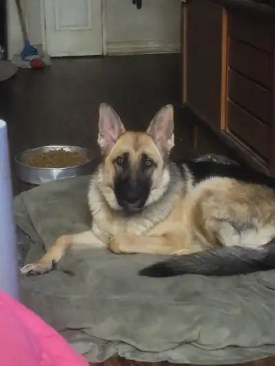 German shepherd female, View more