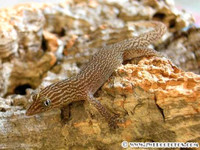 Looking for micro geckos