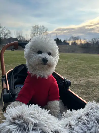 Hi! My name is Leyla. I offer dog walking and dog sitting in Aurora and Newmarket. I have my own dog...