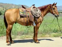 Trail Horses - 3 Duns available