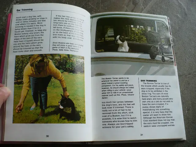 BOSTON TERRIERS ( BOOK ) in Other in Longueuil / South Shore - Image 4