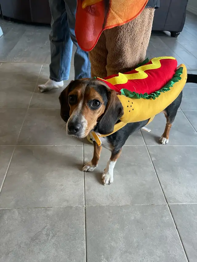 beagle to rehome in Dogs & Puppies for Rehoming in Barrie - Image 4