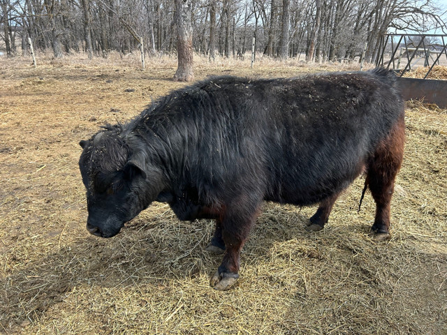 Lowline Angus Bull in Livestock in Brandon - Image 4