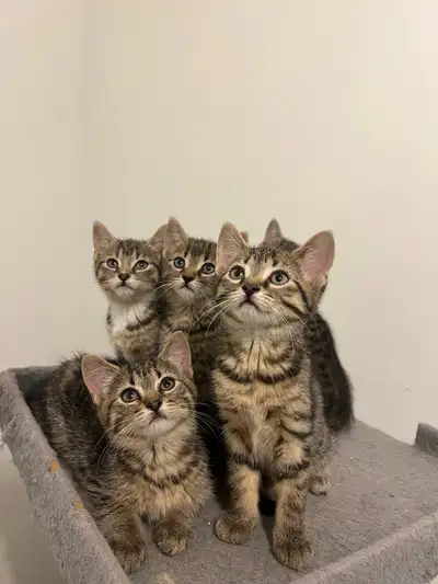 Kittens For Sale, View more