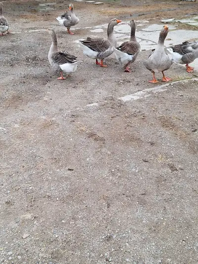 American Buff x Toulouse Goose, View more