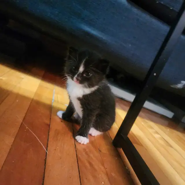 5 adorables petits chatons in Cats & Kittens for Rehoming in City of Montréal - Image 6