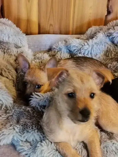Yorkie cross puppies, View more