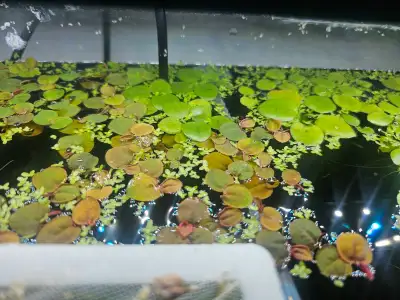 Plants and Shrimp, View more