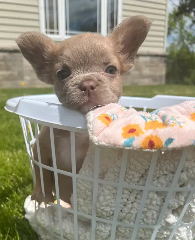 Isabella Fluffy French Bulldogs in Dogs & Puppies for Rehoming in Ottawa - Image 9