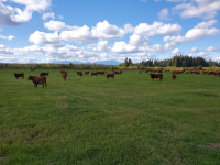 For Sale:  150 head cattle ranch in the West Chilcotin