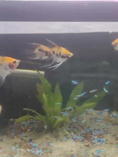 Koi Angelfish, View more