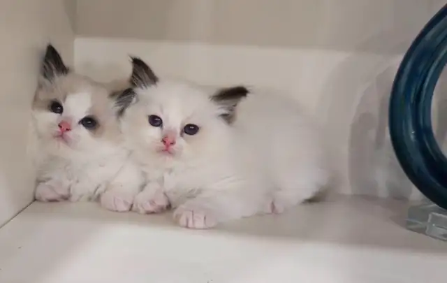 100% Pure ragdoll kittens. Both Parents onsite.