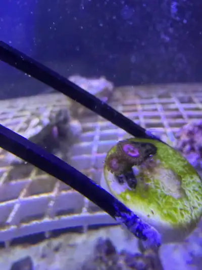 space chaos zoanthids, View more