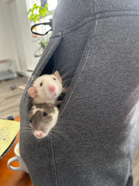 young male domestic rats